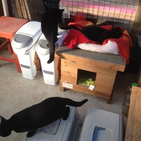 photo de livraison pour Association Des  Chats  De Hyeres
