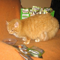 photo de livraison pour Jardin des Chats