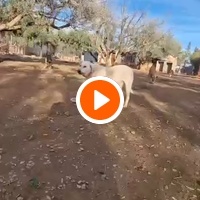 photo de livraison pour Help Adopt Moroccan Animals