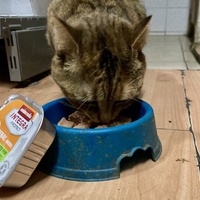 photo de livraison pour Association C.A.T.S. Chat Animal Terrien Solidarité