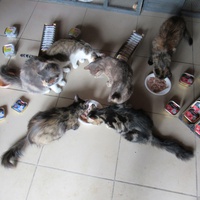 photo de livraison pour Jardin des Chats