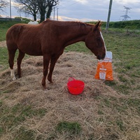 photo de livraison pour Les Crinières de Salherm