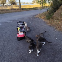 photo de livraison pour Les chats Port-Saint-Louisiens