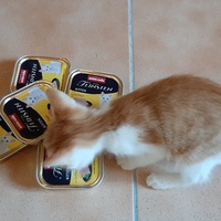 photo de livraison pour Bien vivre avec les Chats Sallélois