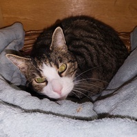 photo de livraison pour Chat de Gout'hier sans Toit
