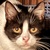 photo animal