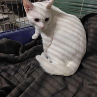 photo de livraison pour Les Chats de la Rue
