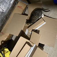 photo de livraison pour Les Chats de Condom 32