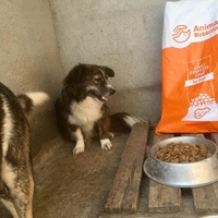 photo de livraison pour Speranta Pentru Animale
