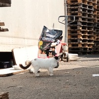 photo de livraison pour Castel Cats