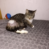 photo de livraison pour Ronron du Bonheur