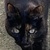 photo animal