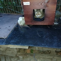 photo de livraison pour Les chats de chez nous
