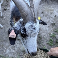 photo de livraison pour L'Arche de MaCha