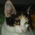 photo animal