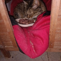 photo de livraison pour Protect Cat