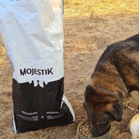 photo de livraison pour For the Strays - Paws of Greece