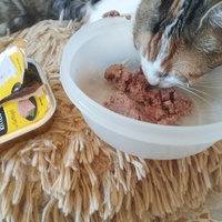 photo de livraison pour Cat Miaou
