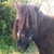 photo animal