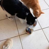 photo de livraison pour Chiens, Chats et Cie