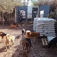 photo de livraison pour Help Adopt Moroccan Animals