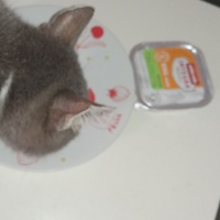 photo de livraison pour Hungry Cats14