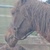 photo animal
