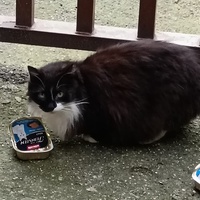 photo de livraison pour L’École du Chat de Saint-Denis Langevin