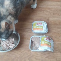 photo de livraison pour Les chats de l'Indifférence