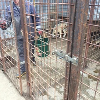 photo de livraison pour Save & Hope for Dogs