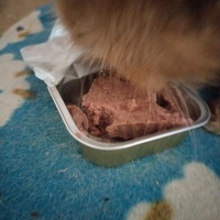 photo de livraison pour Chats Grains d'Amour