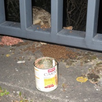 photo de livraison pour Chat Libre de l'Ile du Ramier