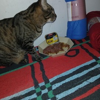 photo de livraison pour Les chats de chez nous