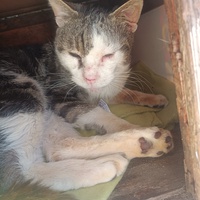 photo de livraison pour Protect Cat