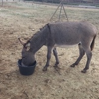 photo de livraison pour La Ferme des Zanimobiles