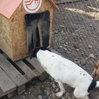 photo de livraison pour Refuge pour chiens de Baia Mare