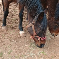 photo de livraison pour Equi-Libre : Droit à la Retraite Equine