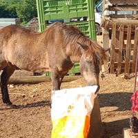 photo de livraison pour Equi-Libre : Droit à la Retraite Equine