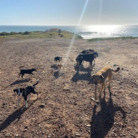 photo de livraison pour Sanctuaire de la Faune de Tanger (SFT)
