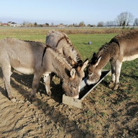 photo de livraison pour Refuge des Pivoines