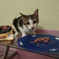 photo de livraison pour Les Chats de la Rue