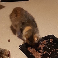 photo de livraison pour Pour l'Amour des Chats