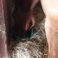 photo de livraison pour Les sabots dans l'herbe