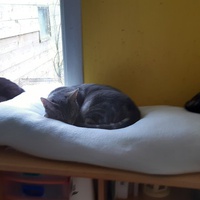 photo de livraison pour Pour l'Amour des Chats