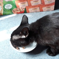 photo de livraison pour Planning-Chat