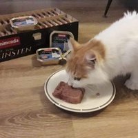 photo de livraison pour Stérilcat 80