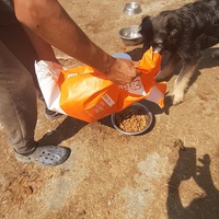 photo de livraison pour Animal Shields Oradea