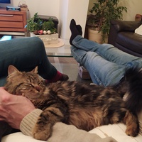 photo de livraison pour Association Des  Chats  De Hyeres