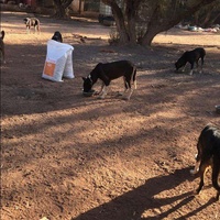 photo de livraison pour Help Adopt Moroccan Animals