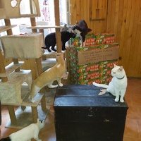photo de livraison pour Cruzy Cat 34